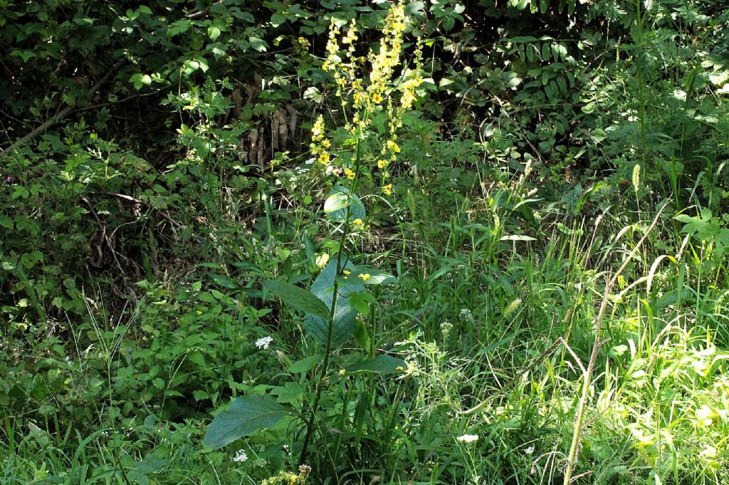 Verbascum chaixii / Verbasco di Chaix